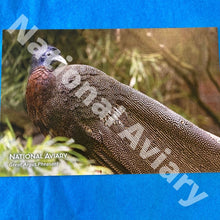 Load image into Gallery viewer, National Aviary Postcards
