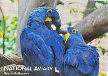 Load image into Gallery viewer, National Aviary Picture Magnet
