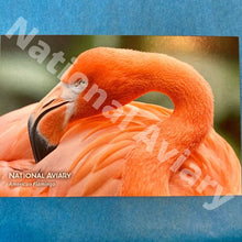Load image into Gallery viewer, National Aviary Postcards
