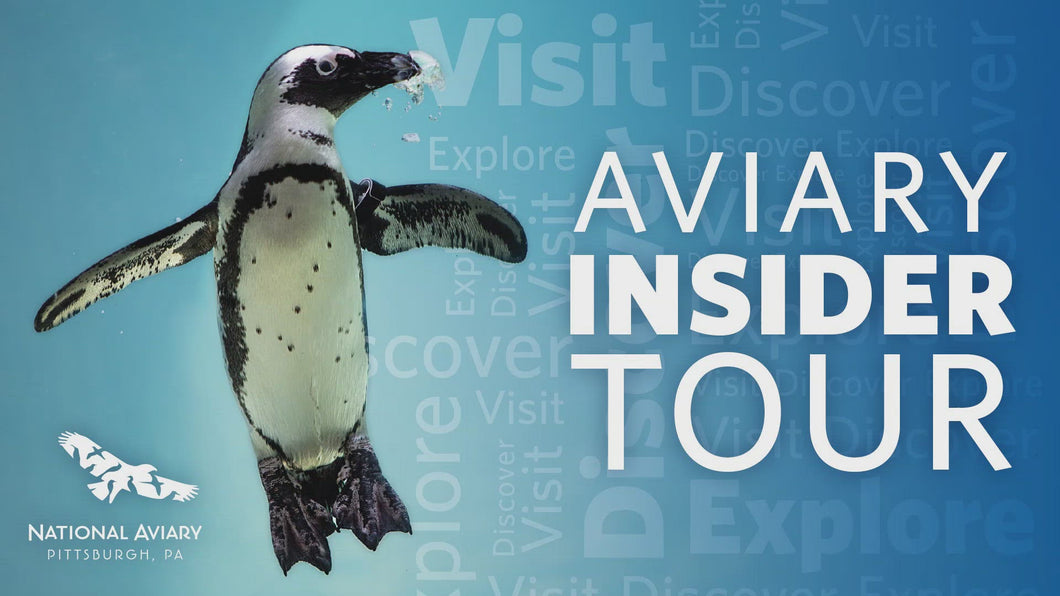 Aviary Insider Tour